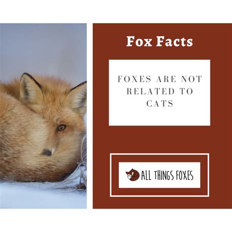 Fox Facts Interesting Facts About Foxes All Things Foxes Fox