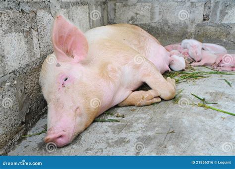 Mother Sow Pig And Piglets Sleeping Stock Photo Image Of Clutch
