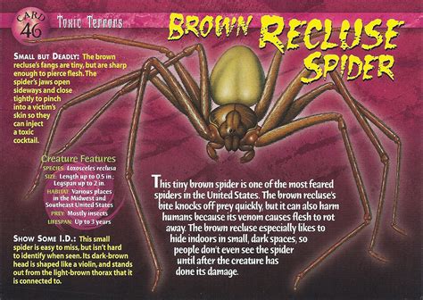 Brown Recluse Spider Weird N Wild Creatures Wiki Fandom Powered By