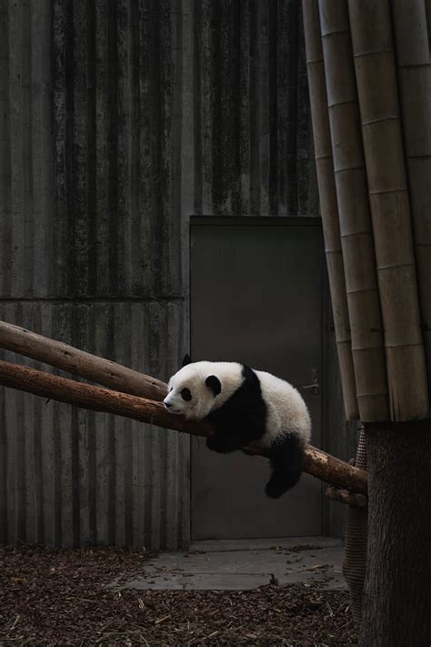 Panda Animal Tree Bamboo Hd Phone Wallpaper Peakpx