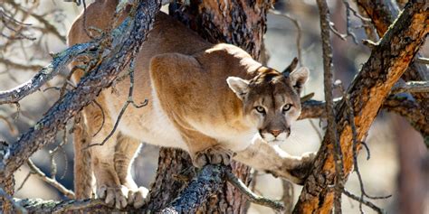 Mountain Lions Nebraska Game And Parks Commission