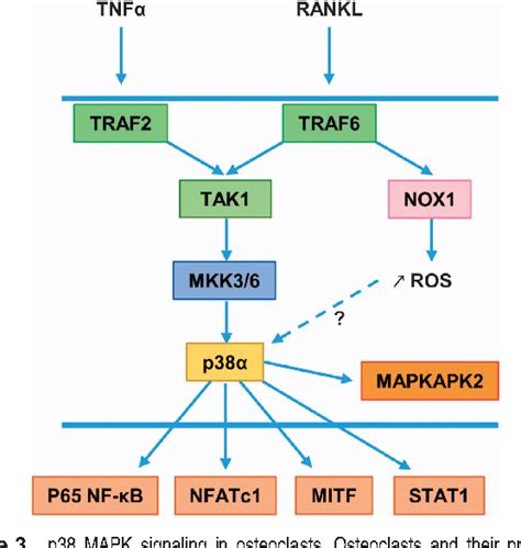 [pdf] Focus On The P38 Mapk Signaling Pathway In Bone Development And Maintenance Semantic