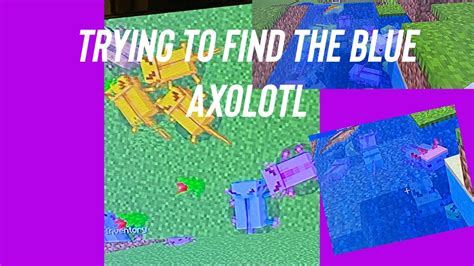 Trying To Find The Blue Axolotl Youtube