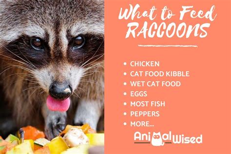 Will A Raccoon Eat A Small Dog