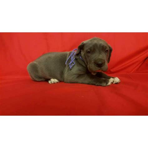 But its huge size means it isn't right for every family. Blue Great Dane puppies for sale in Cincinnati, Ohio - Puppies for Sale Near Me