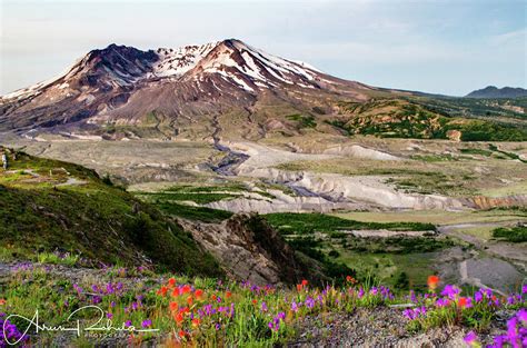 Mt St Helen Flower Photograph By Arun Rohila Fine Art America
