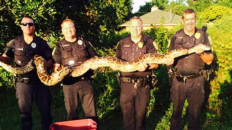 12ft Long Cat Killing Python Caught By Police Us News Sky News
