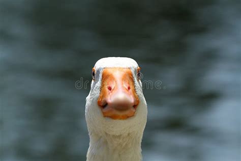 24708 Funny Duck Stock Photos Free And Royalty Free Stock Photos From