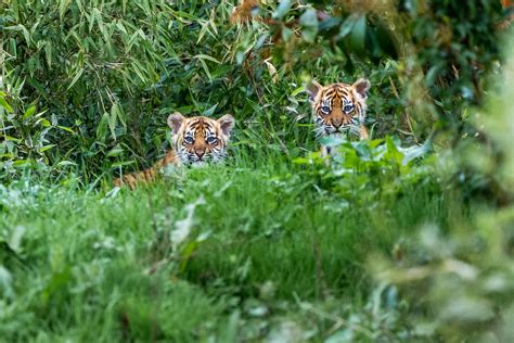 Twin Tiger Cubs Emerge From Their Den At Chester Zoo About Manchester
