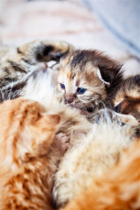 Mother Cat Nursing Baby Kittens Stock Photo Image Of Child Baby
