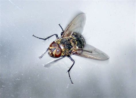 Musca Domestica House Fly Marion Ohio Usa 1 Musca Do Flickr