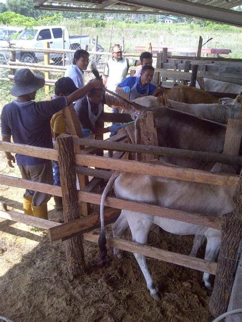 Walaupun kuda paangan ecara emulajadi endiri, para penternak membawa betina, atau kuda betina, dan lelaki, atau kuda kuda, ecara berama untuk menghailkan anak kuda dengan atribut yang telah ditetapkan. Ladang Ternak Lembu: Permanian Beradas