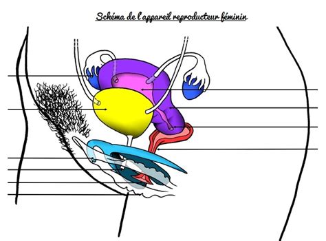 Animation Appareil Reproducteur Svt Vive Les Svt Les Sciences De La