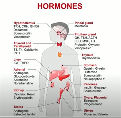 Major Glands Endocrine System Moomoomath And Science