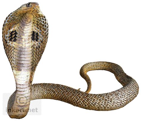 Download Cobra Snake Transparent Background Hq Png Image