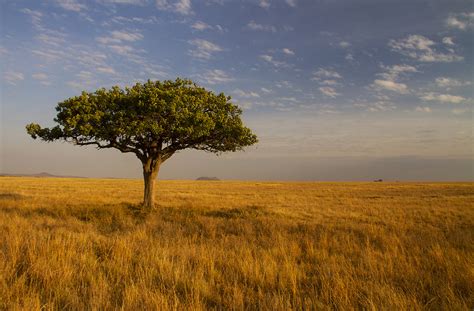 Savanna The Serengeti And The Delightful Lone Acacia