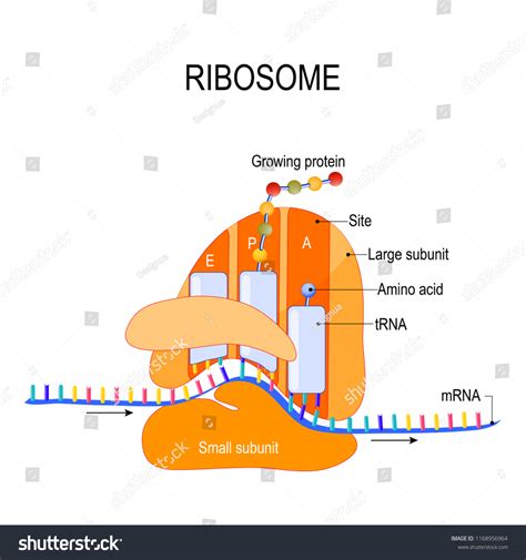 Anatomy Ribosome Interaction Ribosome Mrna Process Stock Vector