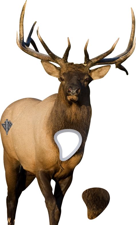 2d Bull Elk Frontal