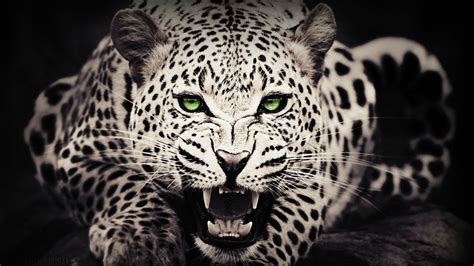 Wallpaper Animals Green Eyes Wildlife Big Cats Whiskers Leopard