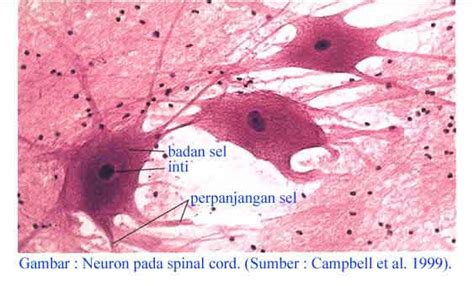 Sistem saraf merupakan salah satu sistem koordinasi yang bertugas menyampaikan rangsangan dari reseptor untuk dideteksi dan direspon oleh tubuh. ILMU 212: Jaringan Otot dan Saraf pada Hewan
