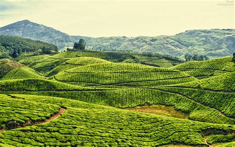 Amazing Green Tea Plantations Kerala India Great