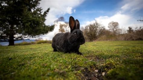 As Bunnies Take Over Vancouver Park Humans Warned Against Getting Too