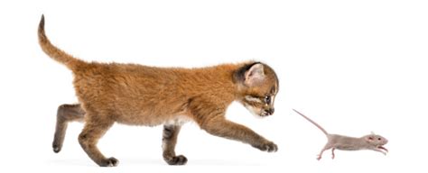 Asian Golden Cat Chasing A Mouse Isolated Stock Photo Download Image
