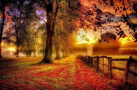 Sunlight Trees Landscape Forest Fall Sunset Nature Red Field
