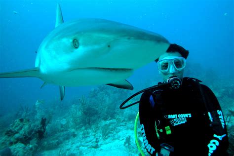 Scuba Dive With Sharks 10 Best Shark Diving Spots Worldwide