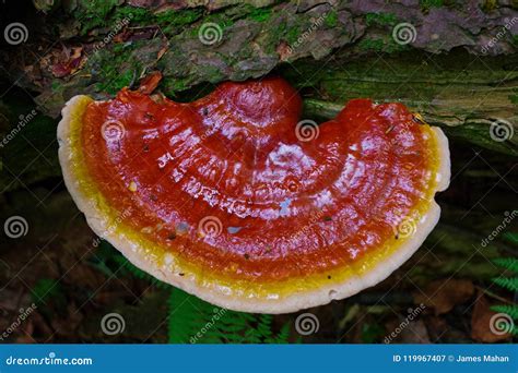 Vibrant Reishi Mushroom Ganoderma Tsugae Growing In A Hemlock Forest