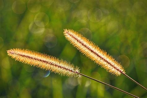Fall Grass Grasses Free Photo On Pixabay