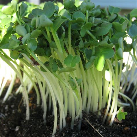 Radish Daikon Sprouting Seeds G Kg Non Gm Untreated Sprout