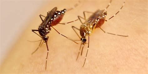 How A Mutation Of The Mosquito Aedes Aegypti Promoted The