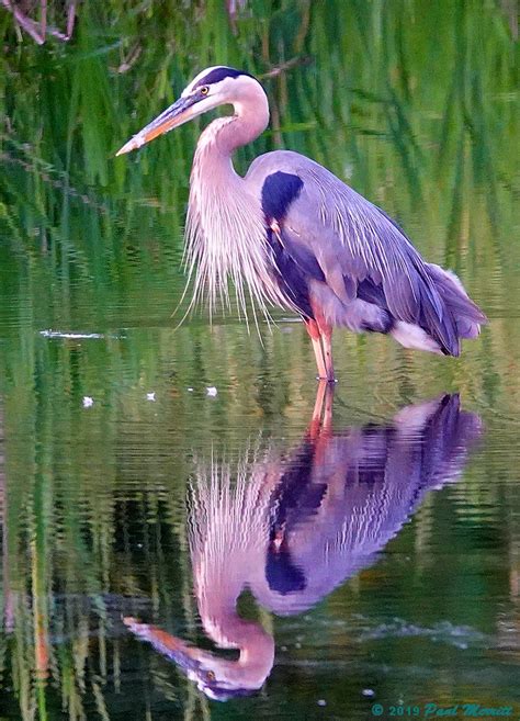 Great Blue Heron Birds In Photography On Forums