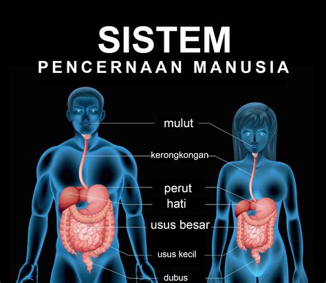 Mengenal Sistem Pencernaan Manusia, Materi Pembelajaran IPA kelas 5 SD