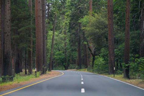 Road Going Through Trees In The Forest Photos In  Format Free And
