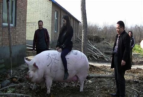 Chinese Farmers Are Breeding Mutant Pigs The Size Of Polar Bears
