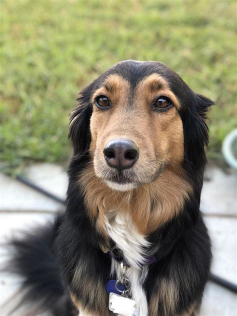 Aussie German Shepherd Mix Raww