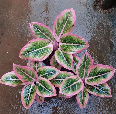 Pink And Green House Plants Exotic Plants Plant Aesthetic