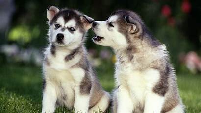 Husky Siberian Puppies Little Dogs Animals Wallpapers