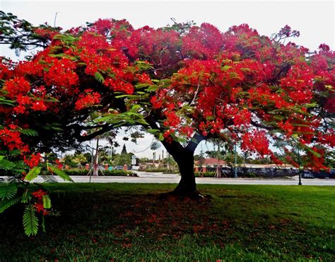 Seven Beautiful Flowering Trees That Grow Well In Florida