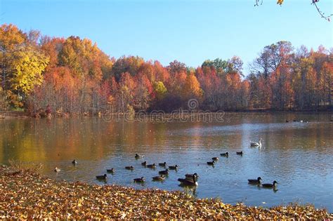 Fall Duck Pond Stock Photo Image Of Lake Colors Ripples 109582
