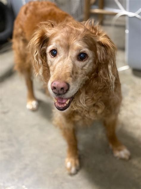 If you have a smart pet who has a few tricks behind their ears, this service can keep up the tricks and treats while you're gone to provide some mental stimulation. Happy Tails | Pet Grooming & Pet Boarding | Marshalltown, Iowa
