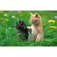 Small Kittens 5806  Wallpapers13com