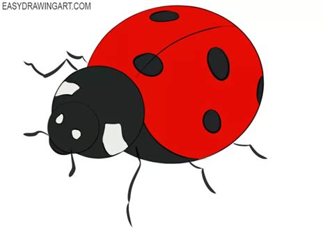 How To Draw A Ladybug Easy Drawing Art