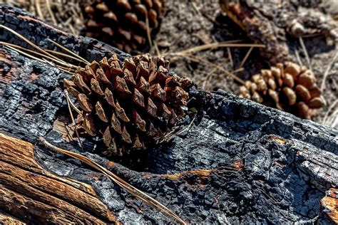 Ponderosa Pine Cones Photograph By Kelley King Pixels