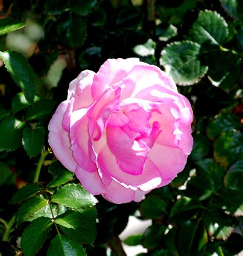 Dsc0140 1 A Romantica Climbing Rose Called Eden At Rog Flickr