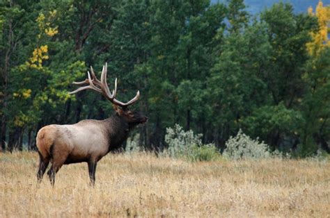 British Columbia Elk Hunts Hunt Fgs Bc Hunting Guides Moose Goat