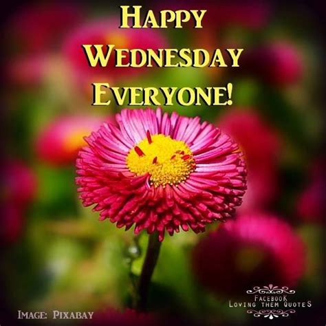 Happy Wednesday Everyone Pictures, Photos, and Images for Facebook 
