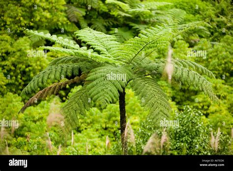 Tree Ferns In Tropical Rainforest On Fiji Stock Photo Alamy